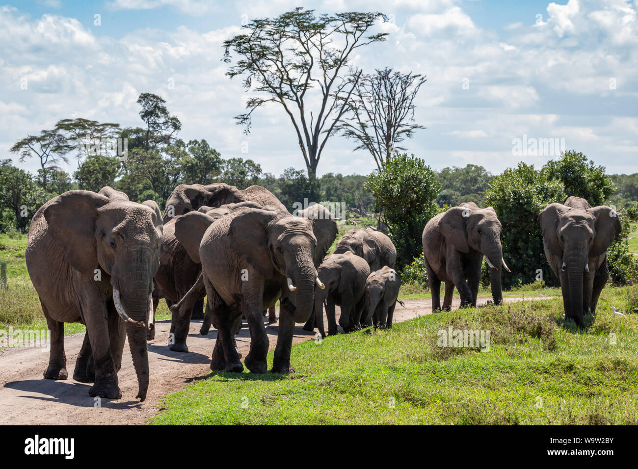 Colore fotografia della fauna selvatica di allevamento di Elefanti a camminare verso la telecamera nel selvaggio paesaggio keniano su sterrato, preso sul Ol Pejeta conservancy, Kenya. Foto Stock