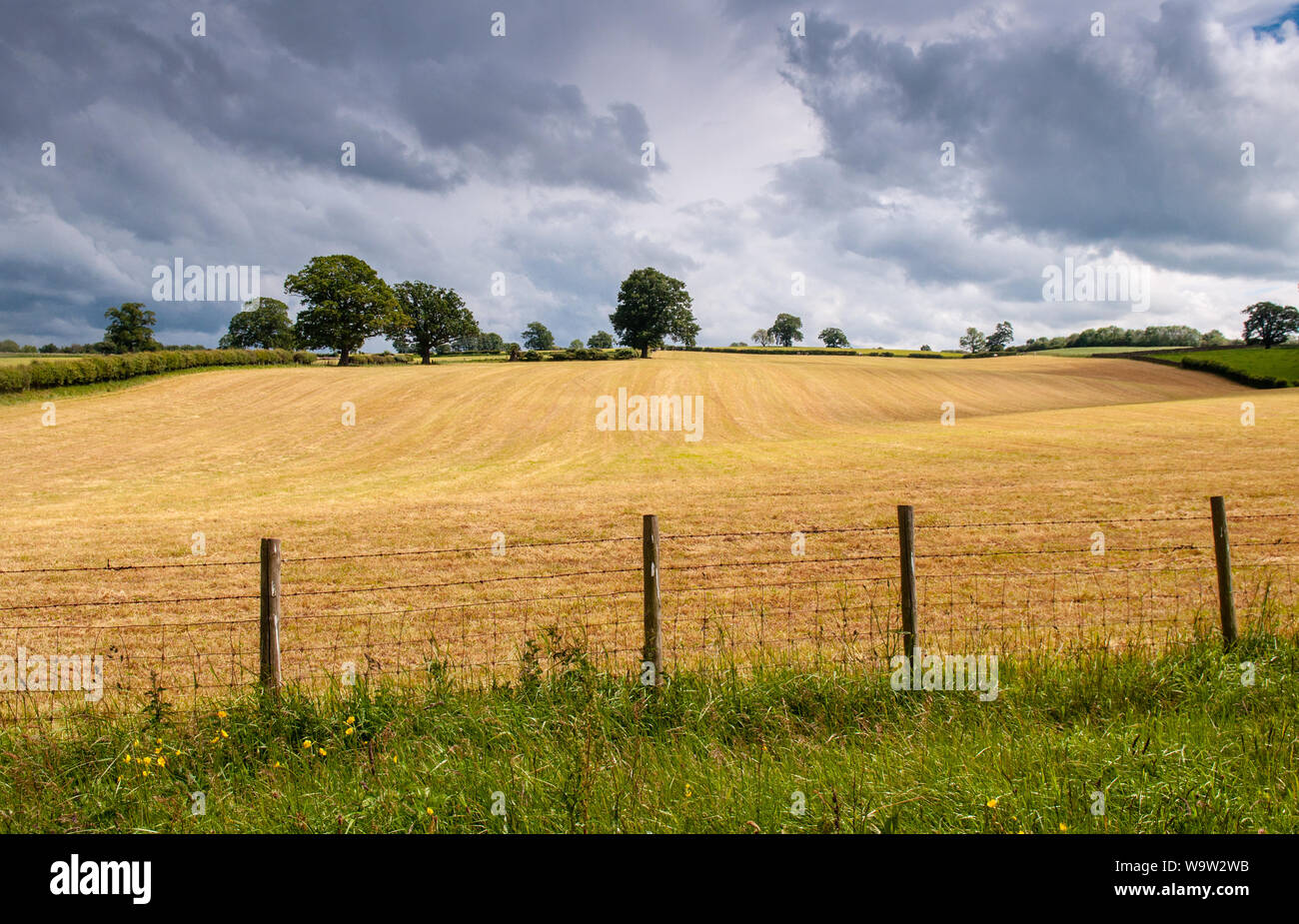 Gli alberi di supporto intorno ad un campo di stoppia sulle colline vicino a Penrith in Cumbria. Foto Stock