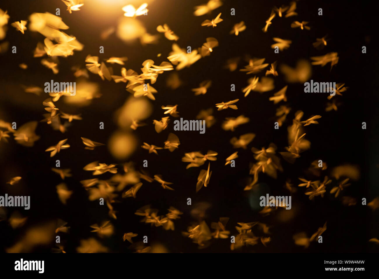 Abstract, creative motion blur sullo sfondo di insetti volanti nella notte. Foto Stock