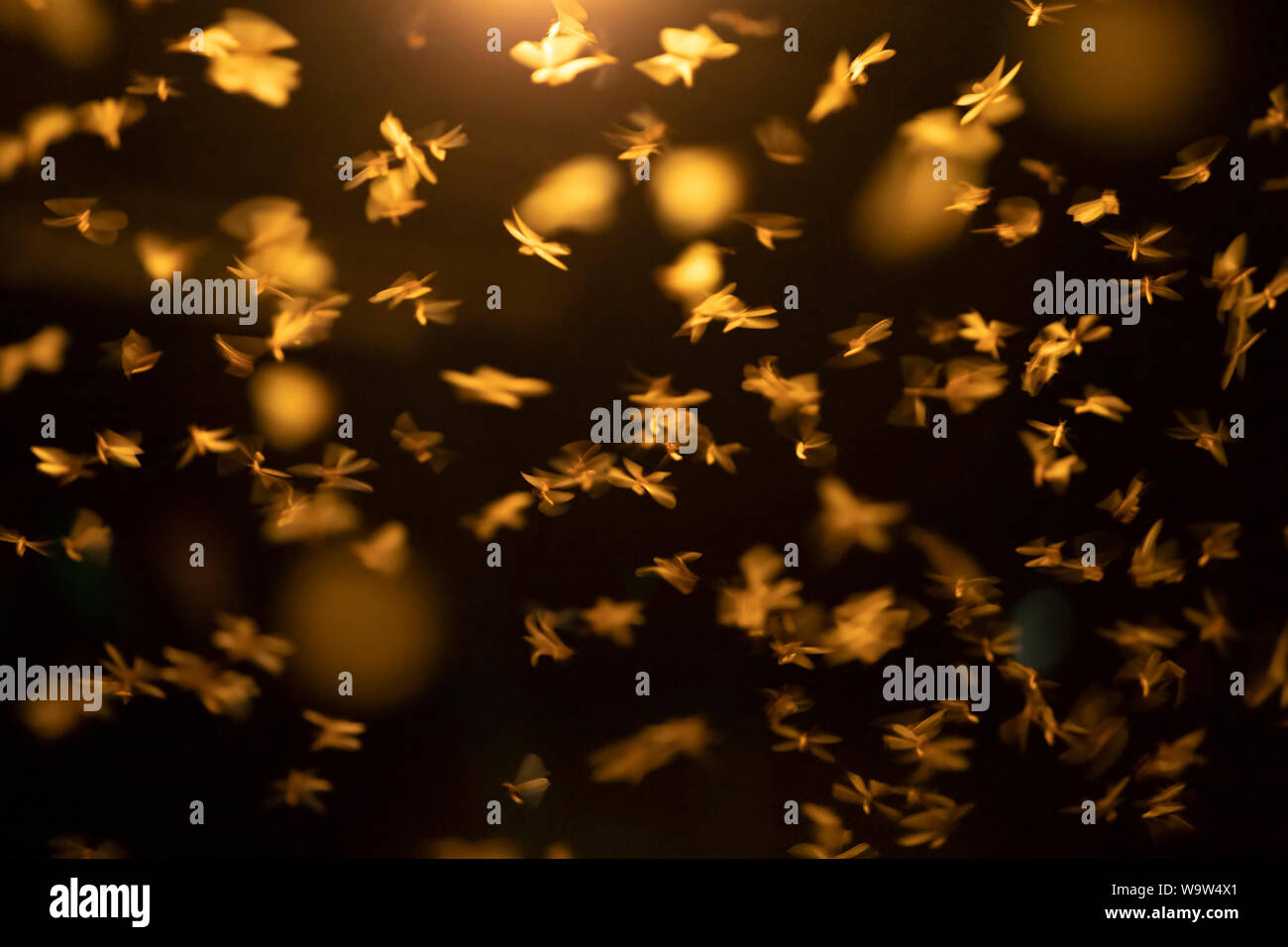 Abstract, creative motion blur sullo sfondo di insetti volanti nella notte. Foto Stock