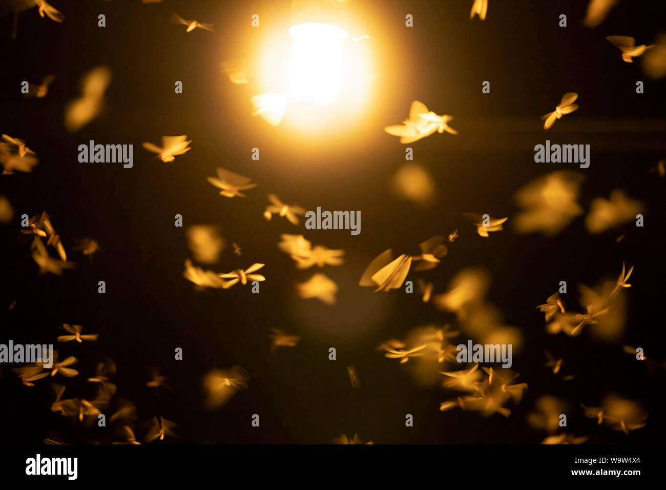 Abstract, creative motion blur sullo sfondo di insetti volanti nella notte. Foto Stock