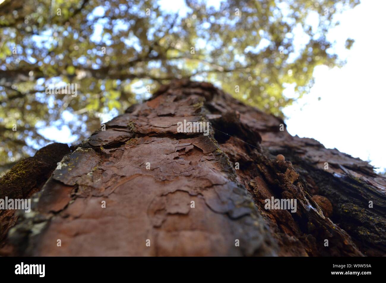 Gli alberi da giù fino a Valle de Bravo, México. Foto Stock