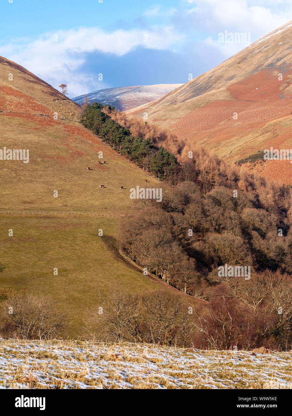 Le mucche pascolano accanto a una valle boscosa sul ripido versante della montagna di Skiddaw in Inghilterra del Parco Nazionale del Distretto dei Laghi. Foto Stock