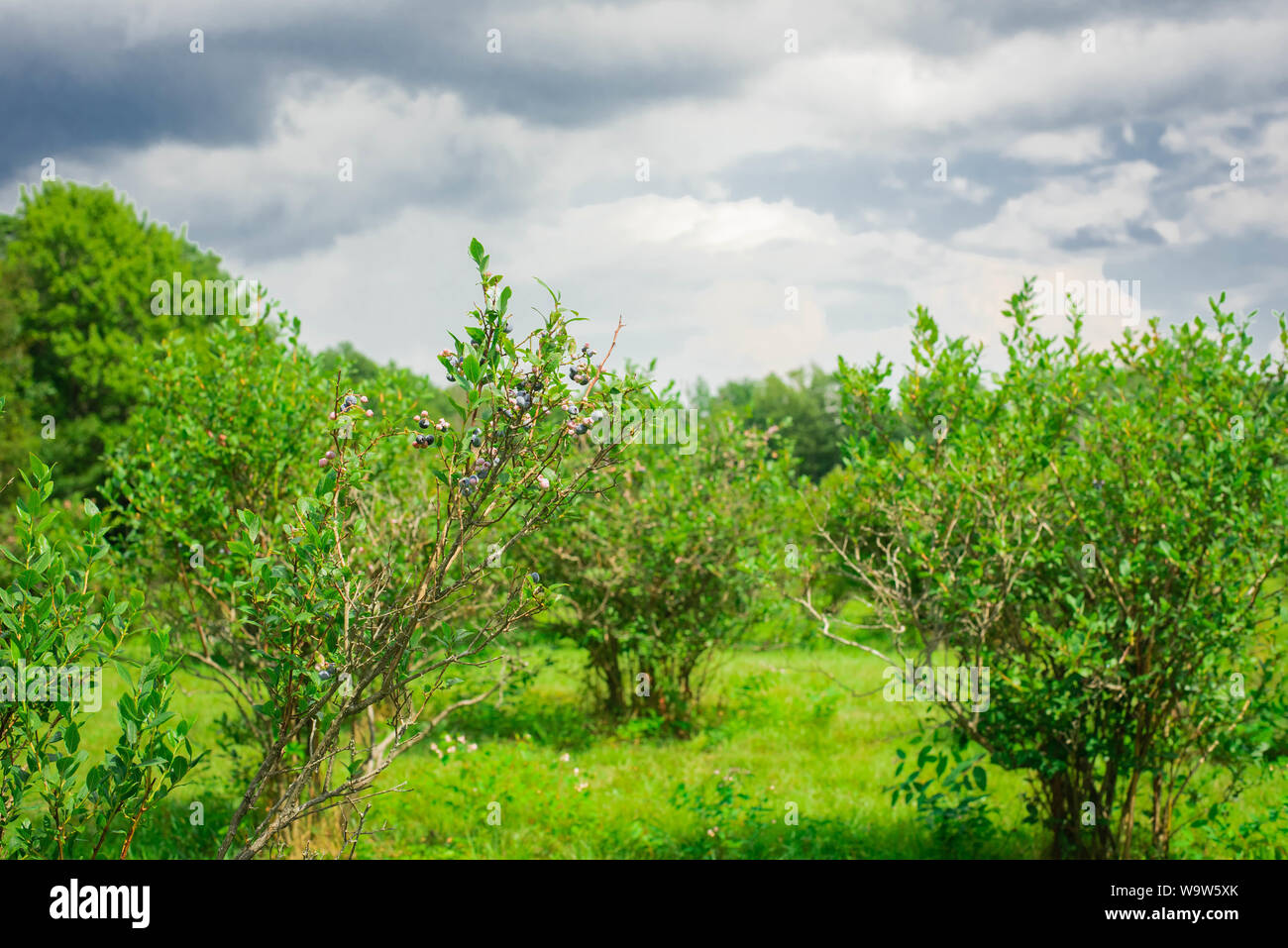 I mirtilli su un mirtillo bush in estate in Pennsylvania, STATI UNITI D'AMERICA Foto Stock