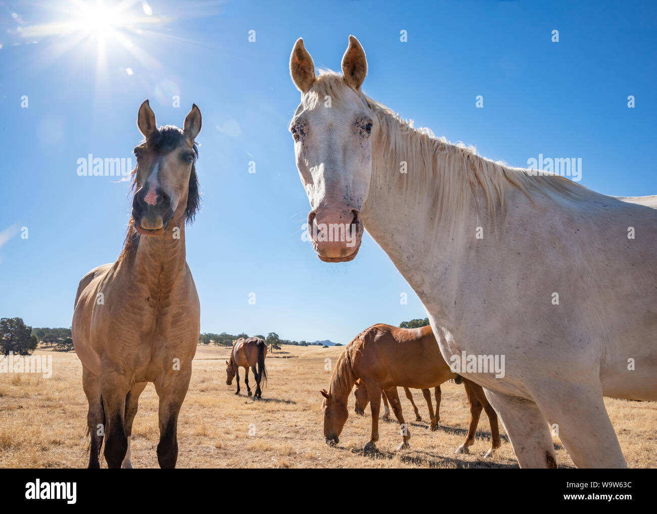 Allevamento di cavalli pascolano in pascolo d'oro Foto Stock