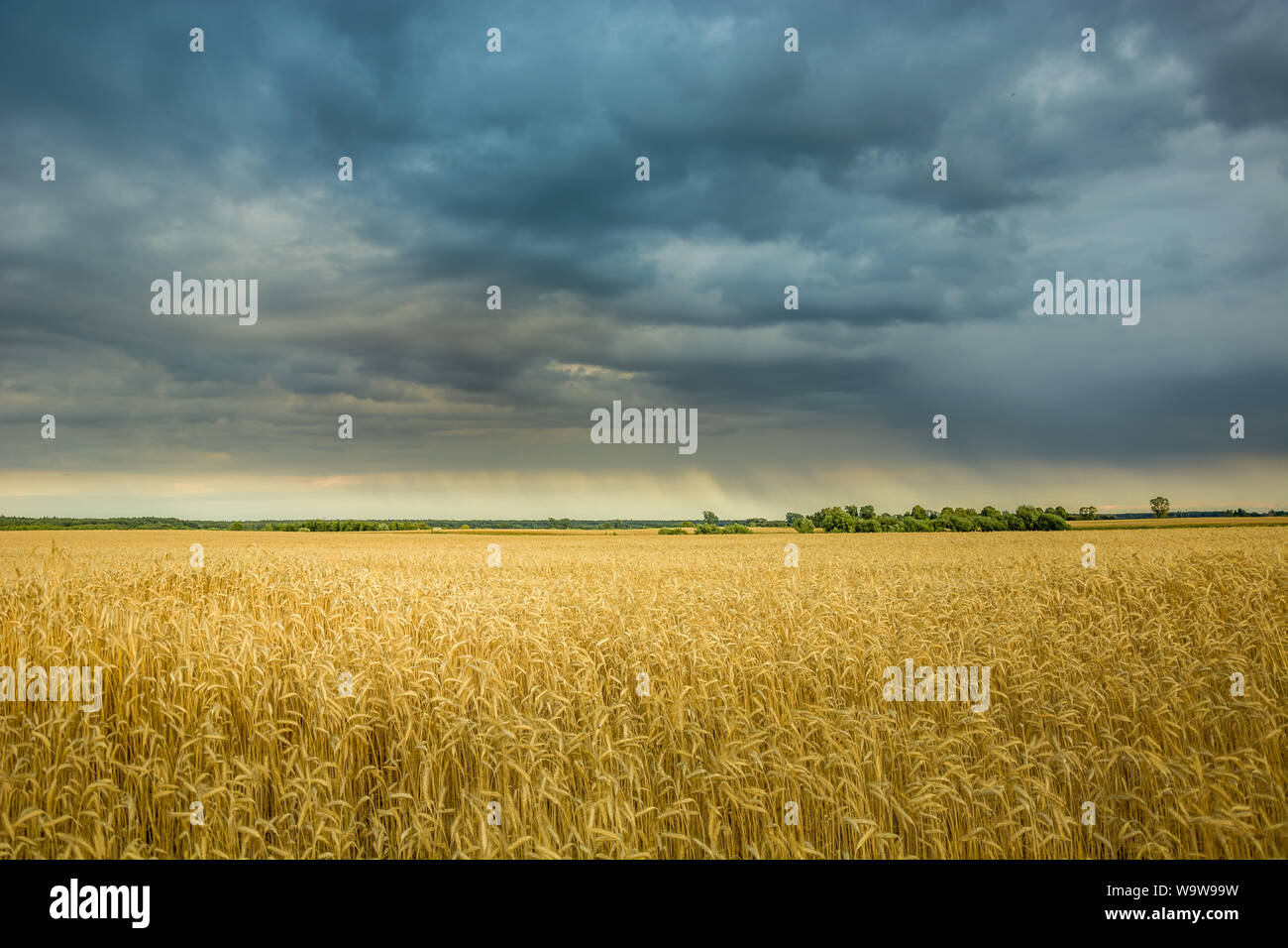 Piovosa scure nuvole nel cielo al di sopra di un campo di grano. Czulczyce, Polonia Foto Stock
