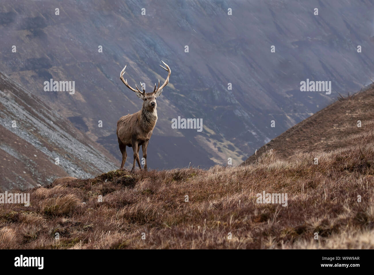 Red Deer Cervo Cervus elaphus in marrone cappotto invernale maestosamente situato un elevato grassy knoll con Highlands scozzesi in background Foto Stock