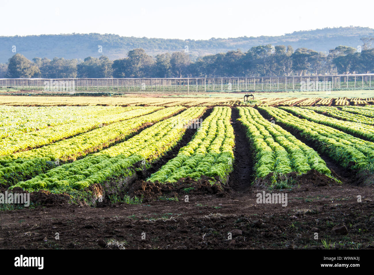 Commerciale giardinaggio vegetali con definito chiaramente le righe di verde veggie o colture vegetali che crescono in terreni ricchi in bella luce del sole sotto un cielo azzurro Foto Stock