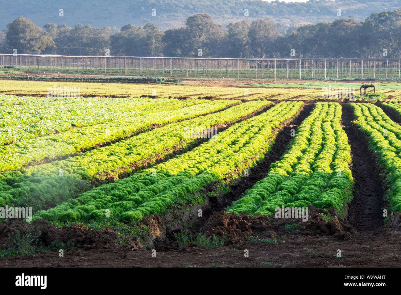 Commerciale giardinaggio vegetali con definito chiaramente le righe di verde veggie o colture vegetali che crescono in terreni ricchi in bella luce del sole sotto un cielo azzurro Foto Stock