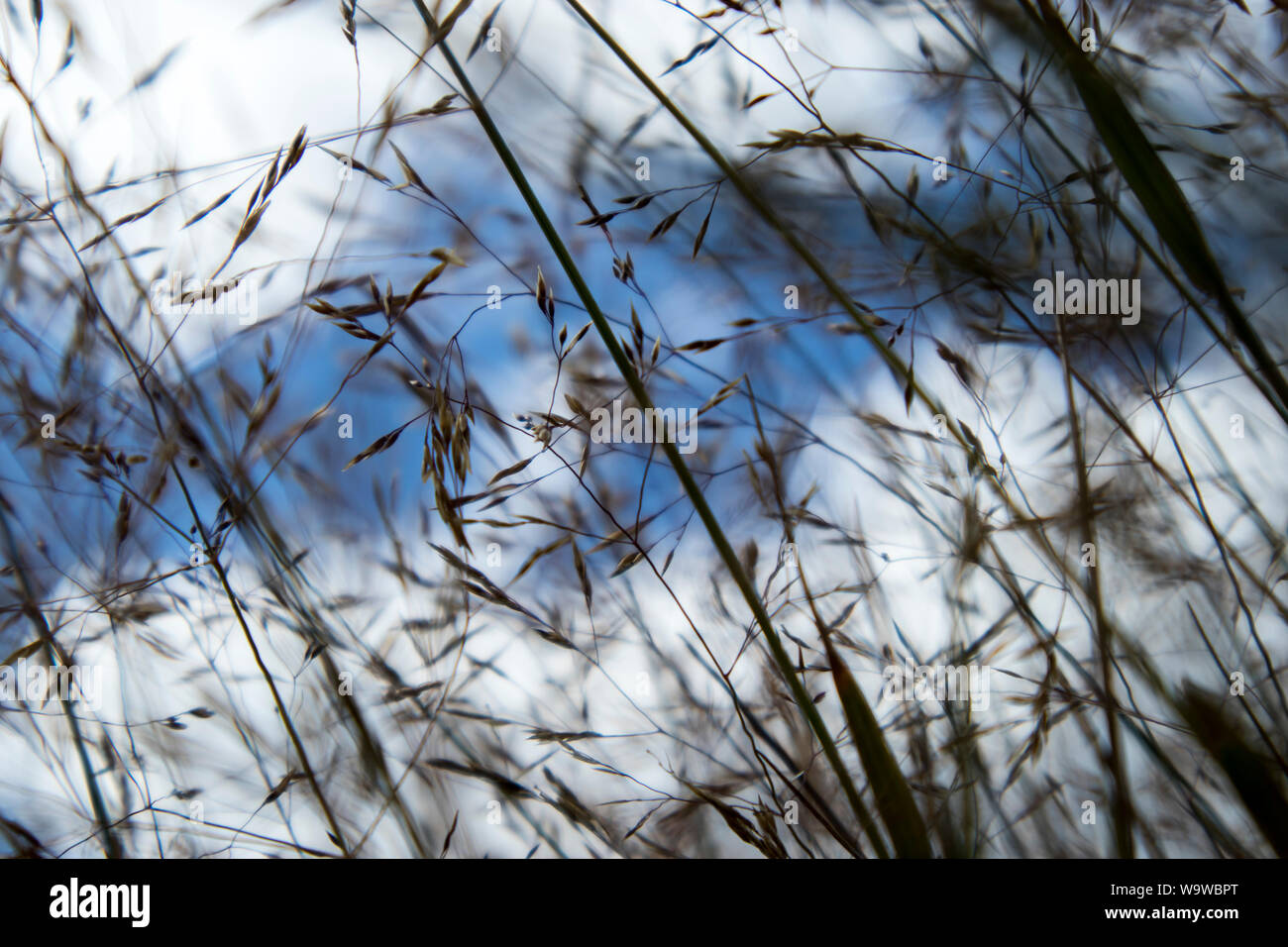 Le spighe di grano colpo dal basso verso l'alto contro un cielo blu Foto Stock