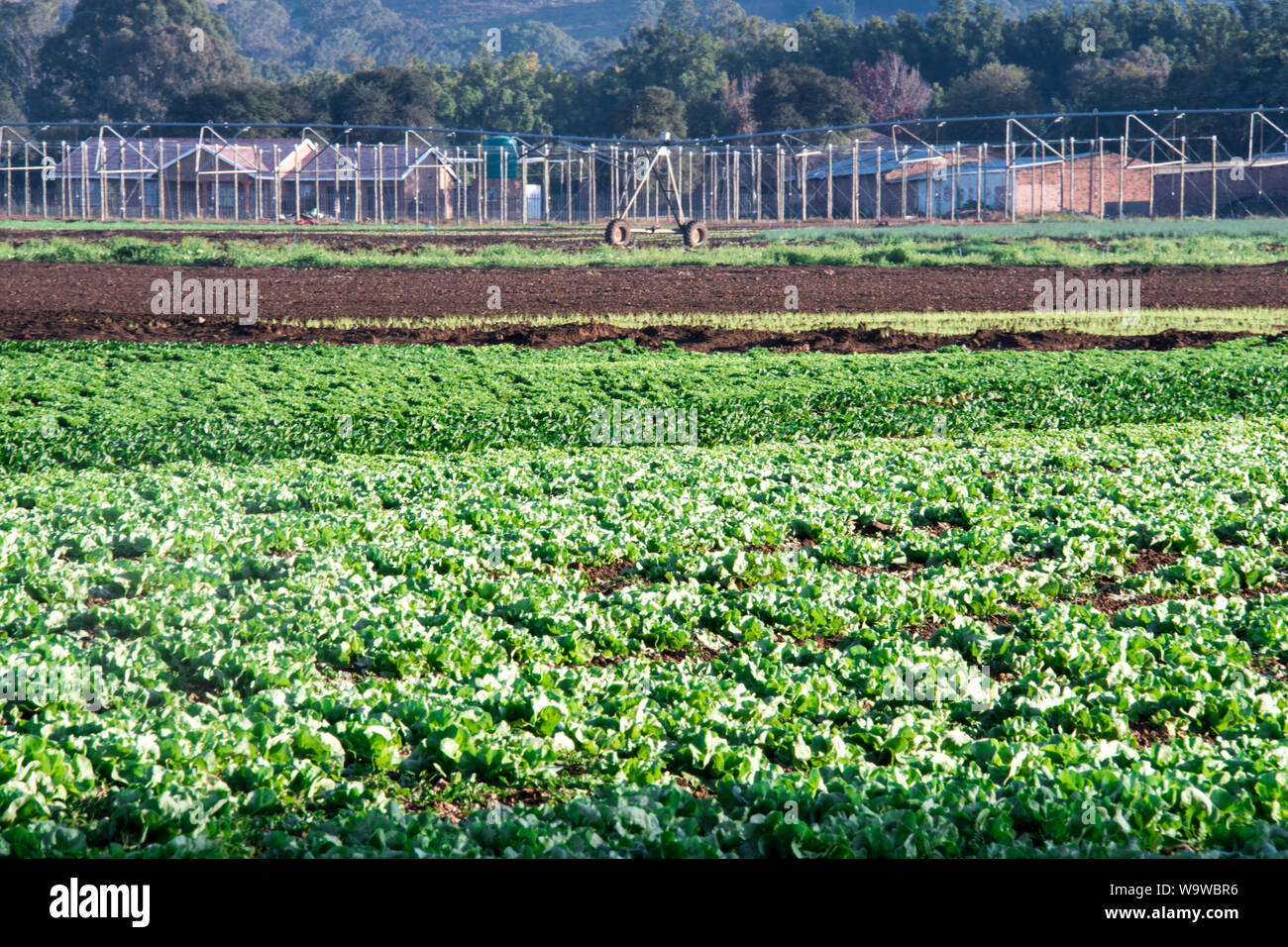 Commerciale giardinaggio vegetali con definito chiaramente le righe di verde veggie o colture vegetali che crescono in terreni ricchi in bella luce del sole sotto un cielo azzurro Foto Stock