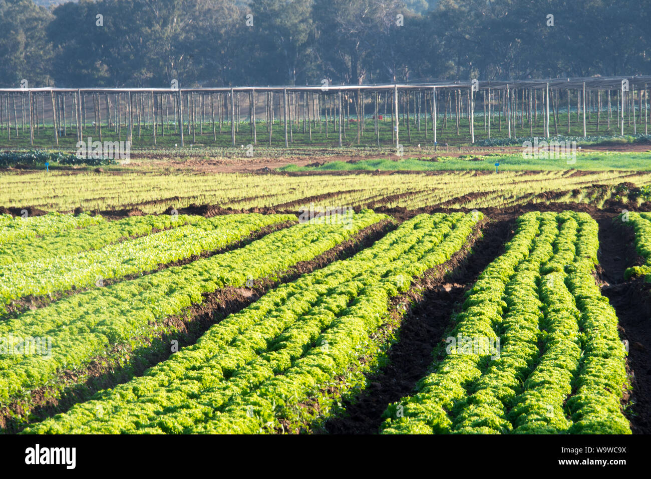 Commerciale giardinaggio vegetali con definito chiaramente le righe di verde veggie o colture vegetali che crescono in terreni ricchi in bella luce del sole sotto un cielo azzurro Foto Stock