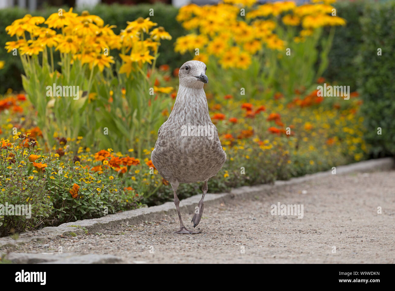 Giovani aringhe gabbiano (Larus argentatus) a un parco, Warnemünde, Rostock, Meclemburgo-Pomerania Occidentale, Germania Foto Stock