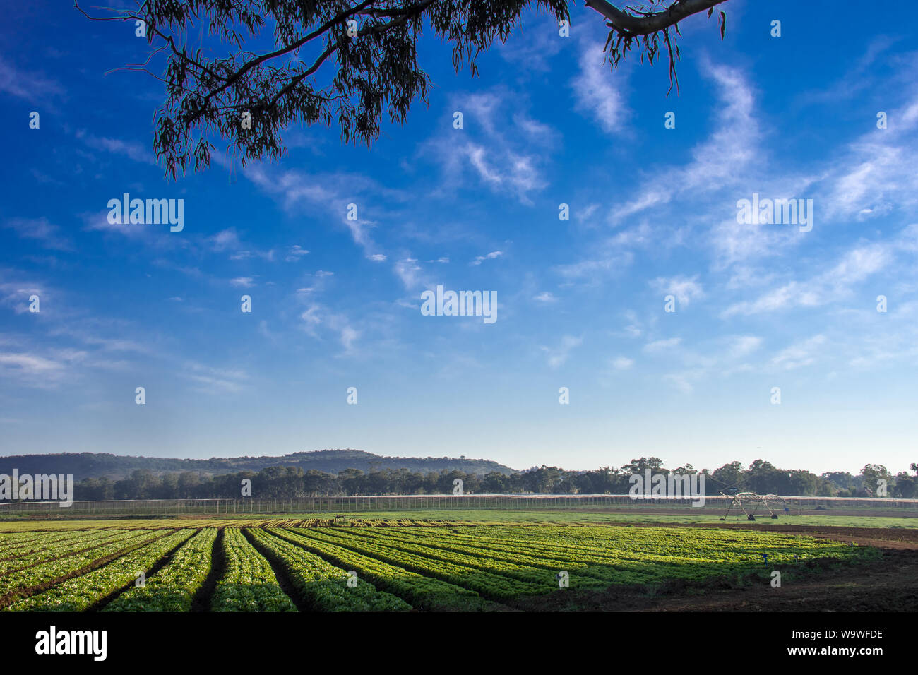 Commerciale giardinaggio vegetali con definito chiaramente le righe di verde veggie o colture vegetali che crescono in terreni ricchi in bella luce del sole sotto un cielo azzurro Foto Stock