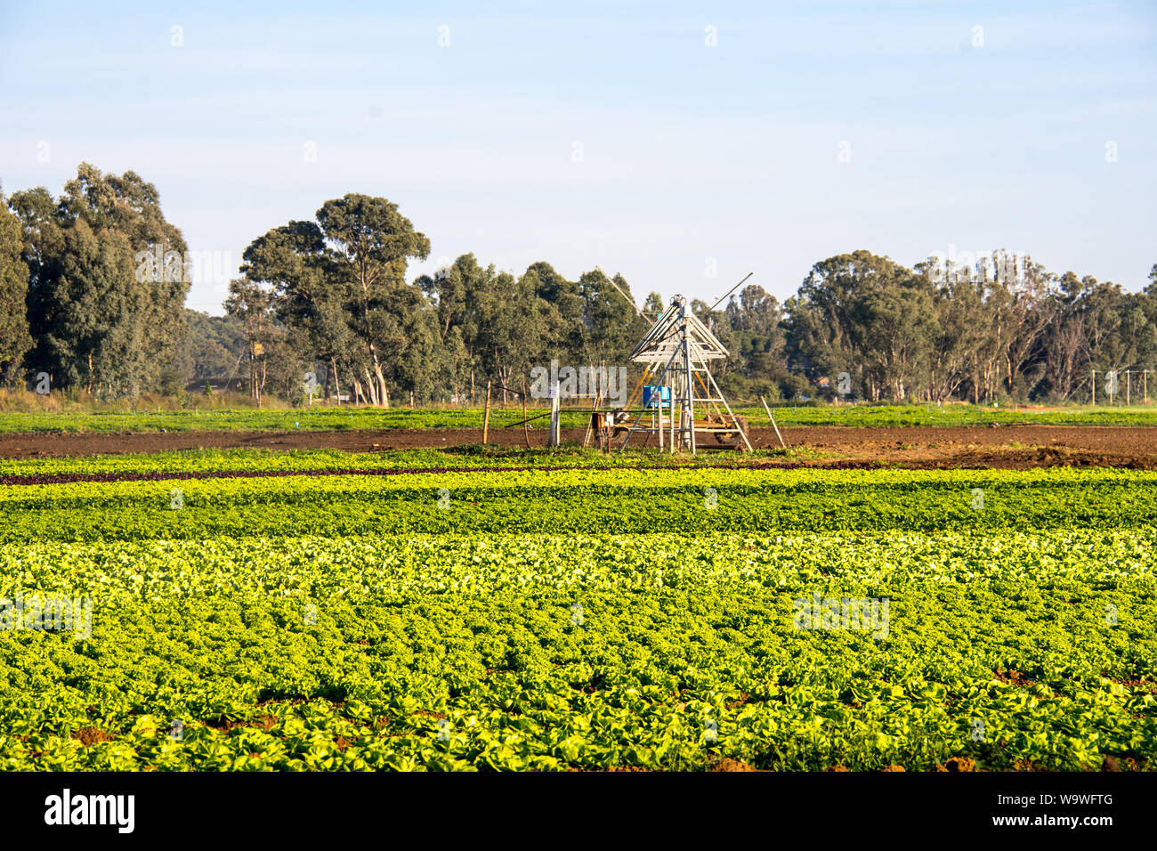 Commerciale giardinaggio vegetali con definito chiaramente le righe di verde veggie o colture vegetali che crescono in terreni ricchi in bella luce del sole sotto un cielo azzurro Foto Stock
