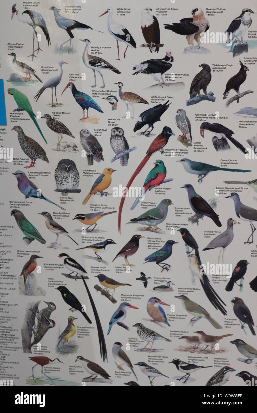 South African uccelli grafico per gli appassionati di birdwatching Foto Stock