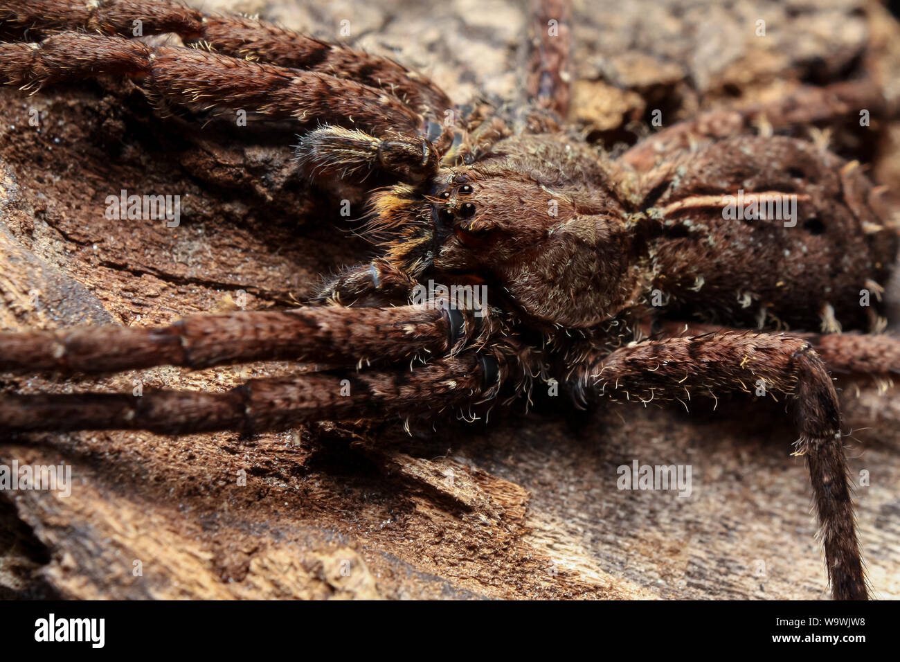 Macro di un vagare Enoploctenus spidre dalla foresta atlantica del Brasile con gambe distesa su un tronco di legno Foto Stock
