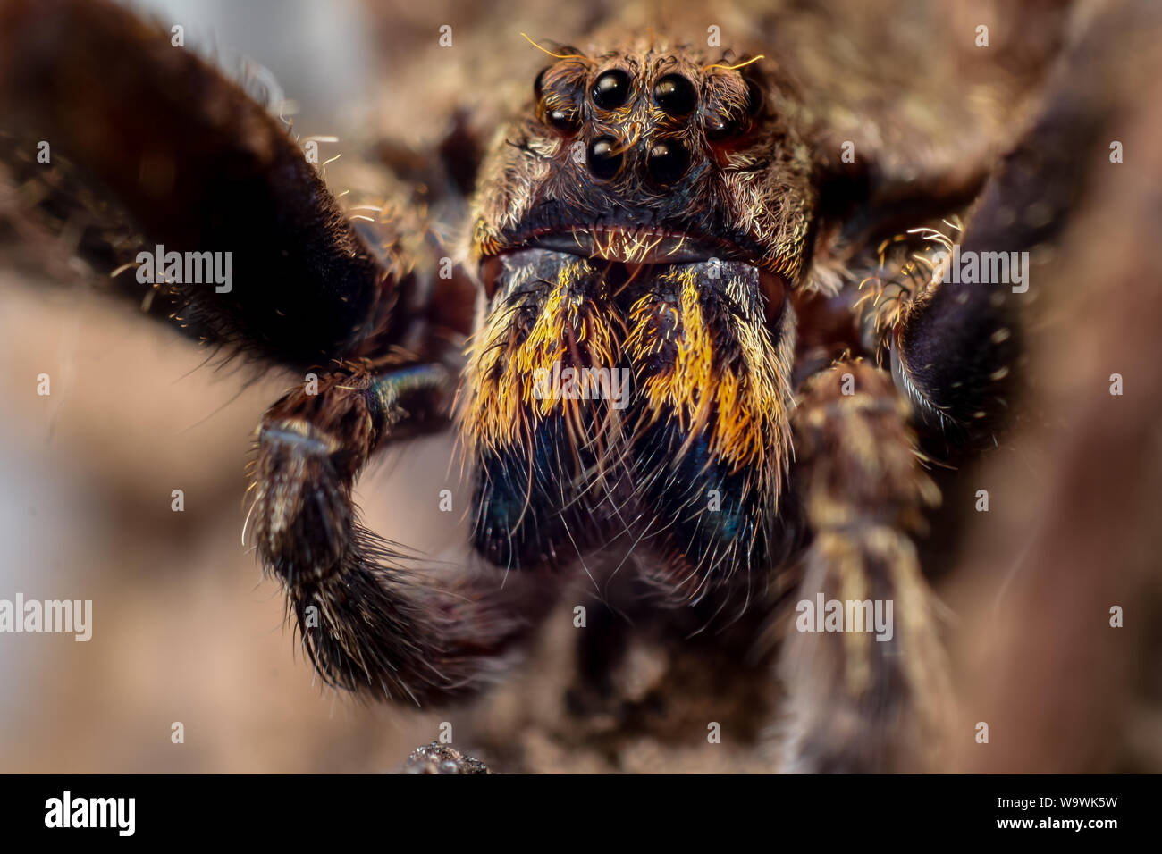 Ritratto frontale di un vagare Enoploctenus spidre dalla foresta atlantica del Brasile, mostra la faccia di ragno in dettagli Foto Stock