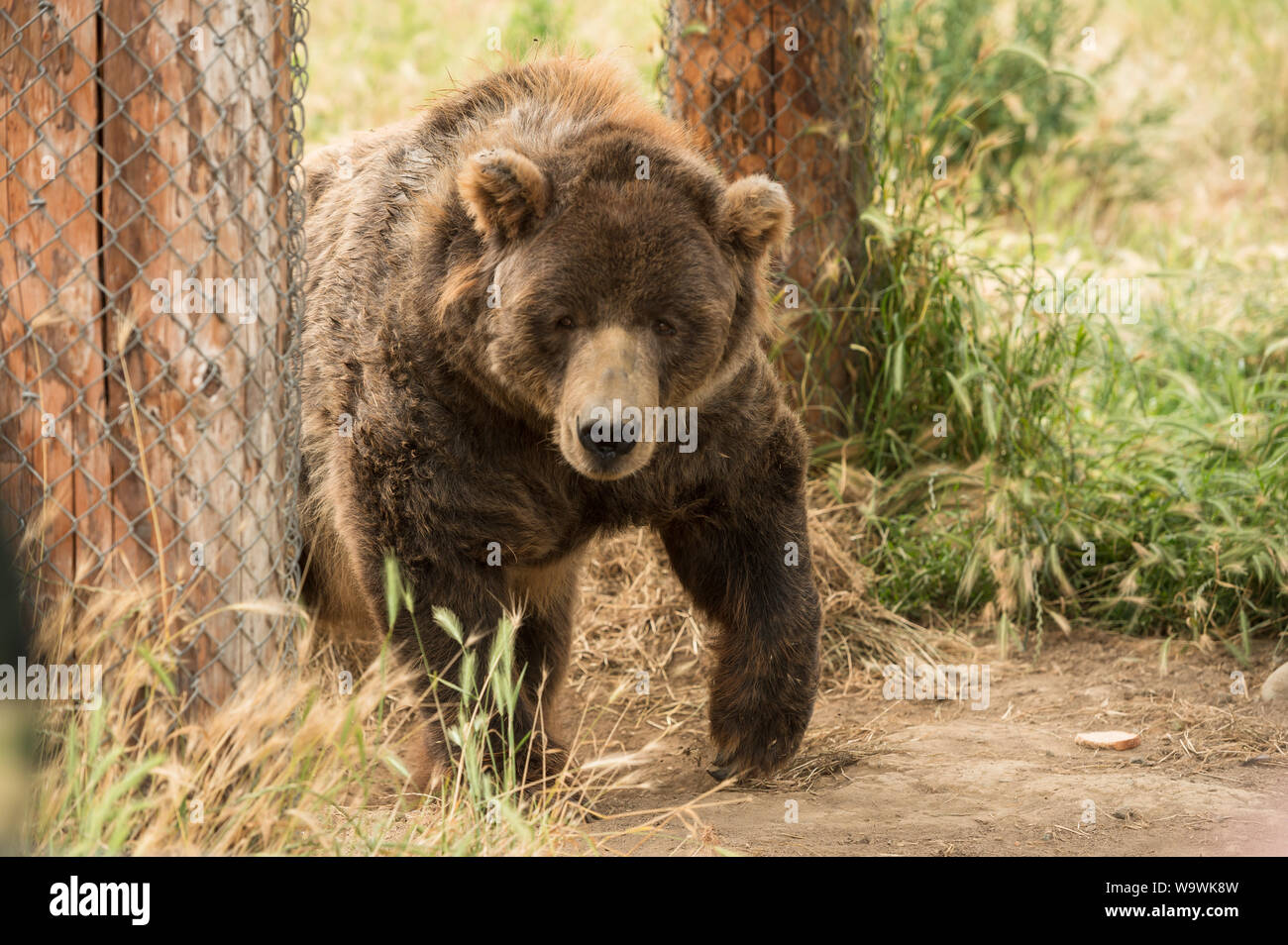 Il Sequim Parco giochi famosi Sbandieratori orsi grizzly. Sequim, nello Stato di Washington, USA. Foto Stock