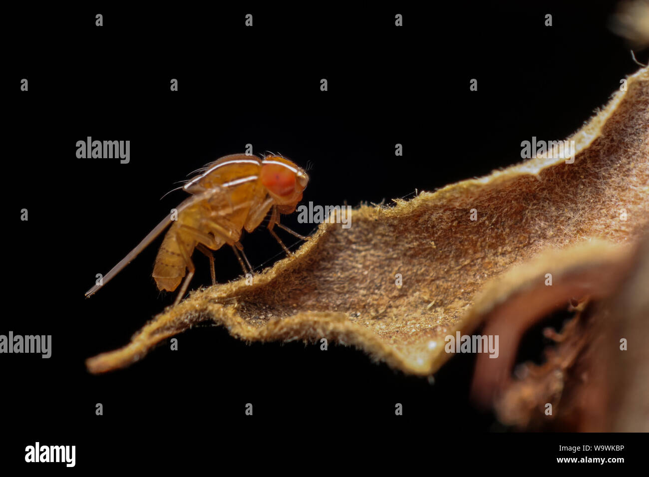 Macro di una mosca della frutta (drosophila) su un impianto a secco Foto Stock