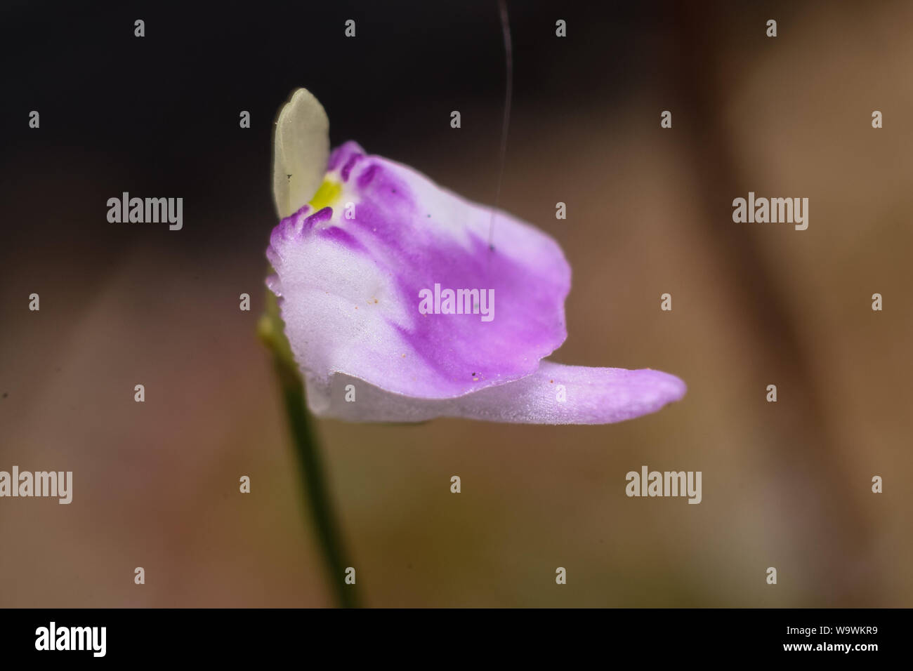 Fiore rosa di Utricularia (pianta carnivora) Foto Stock