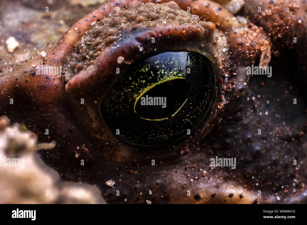 Close-up di una rana occhio (Anura, Bufo / Rhinella), extreme macro dell'anfibio Foto Stock