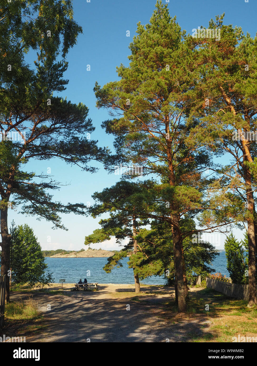 Giovane su un banco di lavoro tra gli alti alberi su Sandhamn Isola nell'arcipelago di Stoccolma a guardare fuori per il Mar Baltico Foto Stock