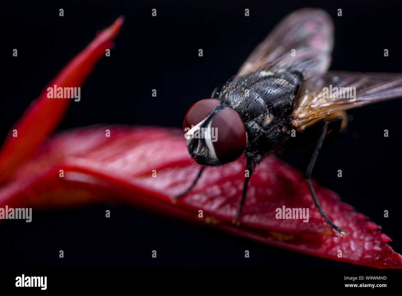 Casa comune volare (Musca) su una foglia rossa di una rosa Foto Stock