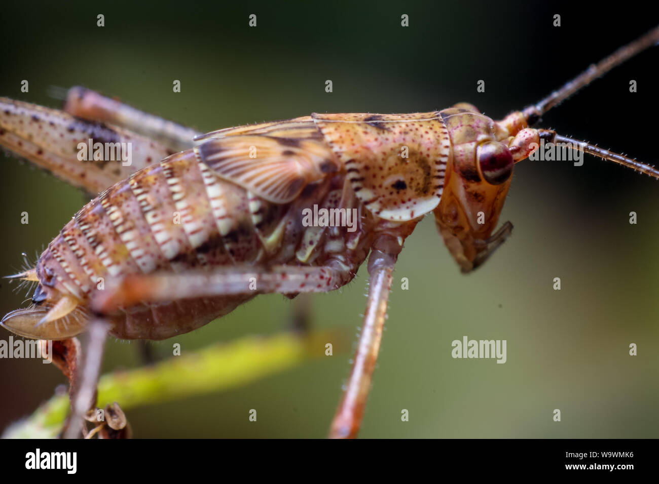 Close-up di un marrone katydid nymph (Tettigoniidae), insetto mostrato in dettaglio elevato Foto Stock
