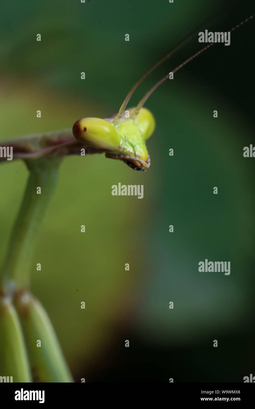 Dettagli di un verde mantide religiosa (Oxyopsis media), il ritratto di testa Foto Stock