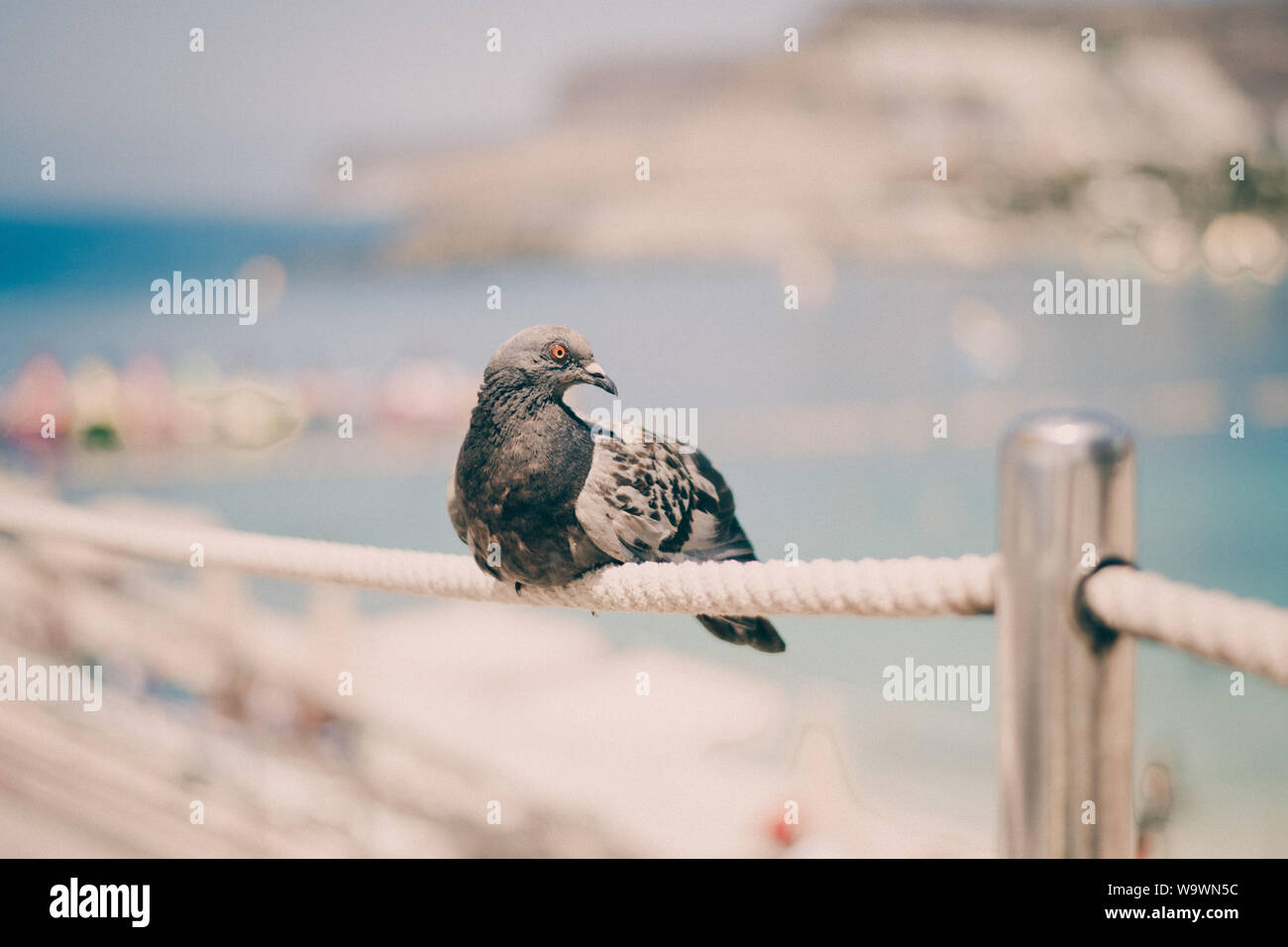 Close up colpo alla testa della bella speed racing pigeon bird Foto Stock