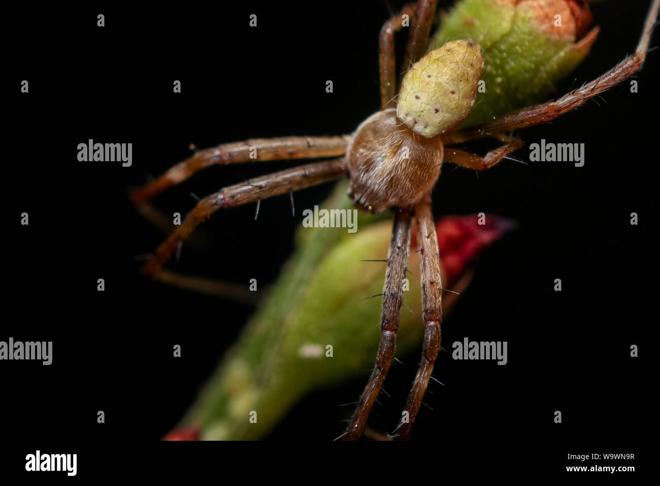 Argento (argiope Argiope argentata) close-up in un giardino tropicale Foto Stock