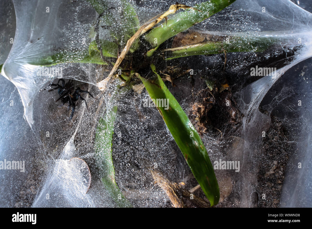 Due croci spider (Dipluridae) intorno al suo web Foto Stock
