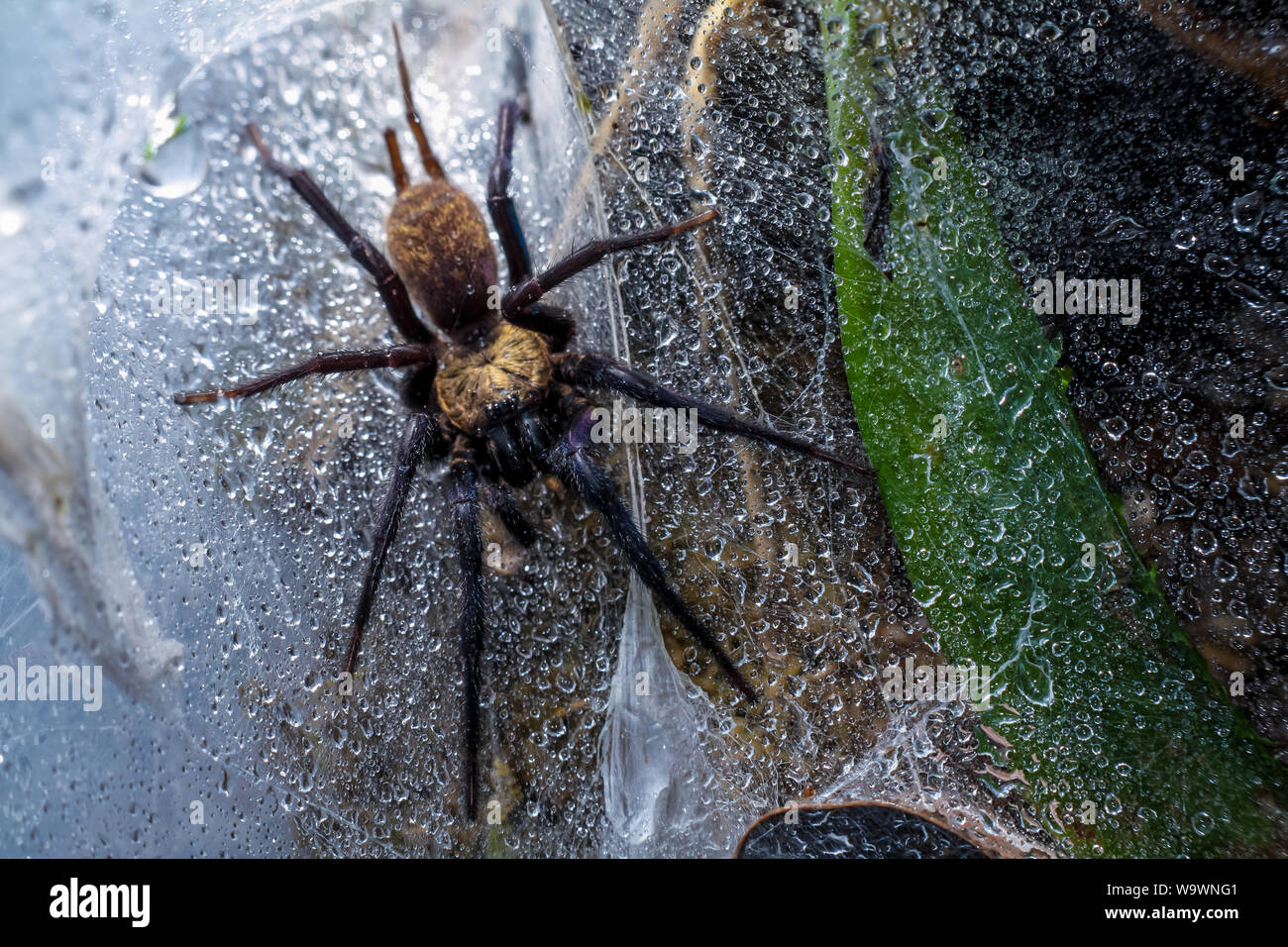 Due croci spider (Dipluridae) intorno al suo web Foto Stock