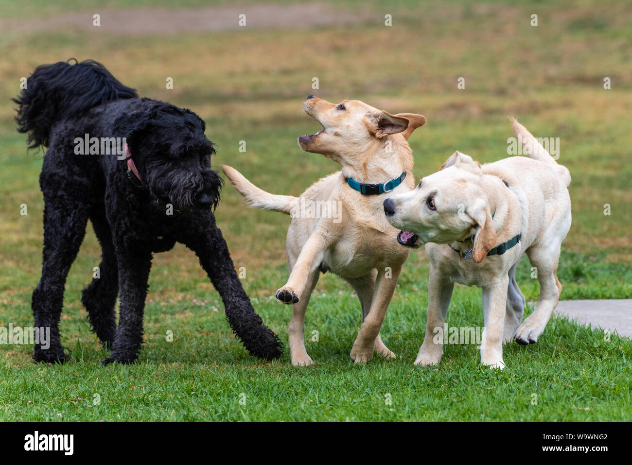 Giallo Labrador cuccioli di reagire alla riunione americano grande barboncino Standard con giocosa le espressioni del viso a dog park. Foto Stock