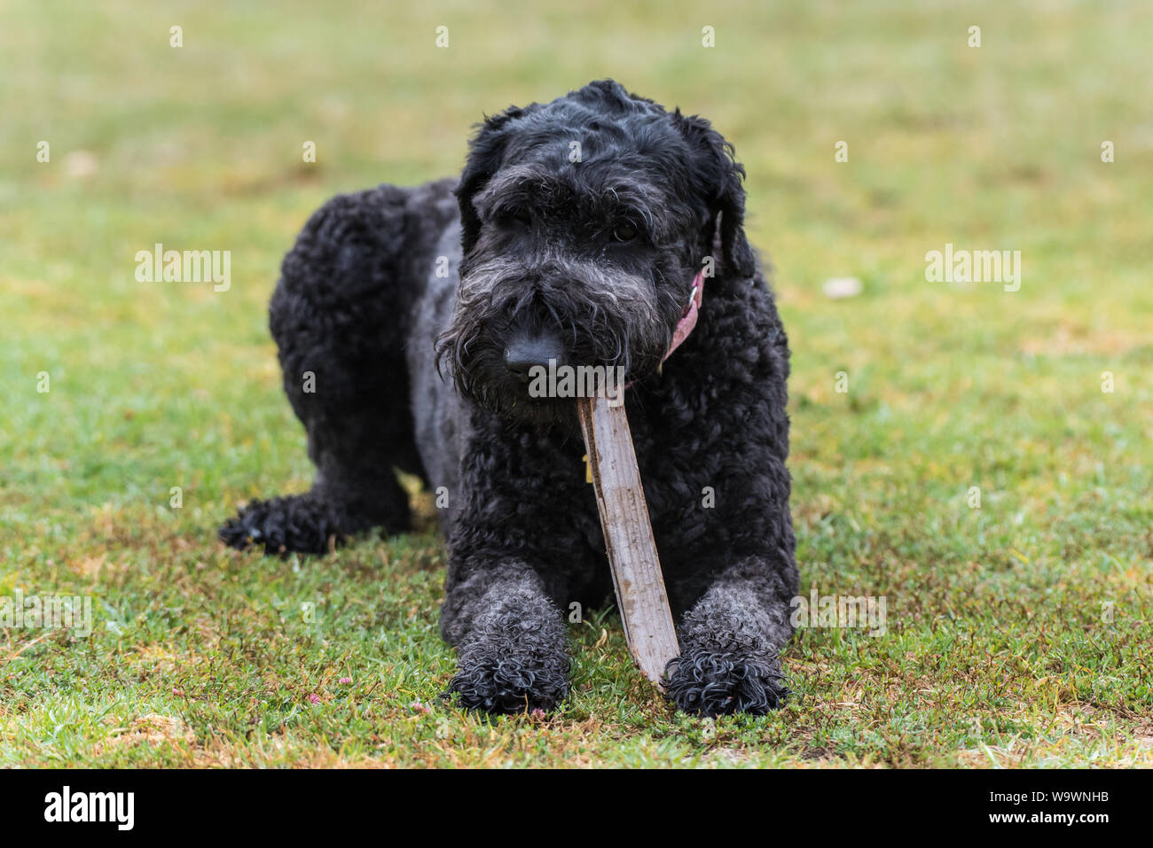 Grande nero standard americano cane barboncino giacente sul dog park erba e masticare su un bastone di legno. Foto Stock