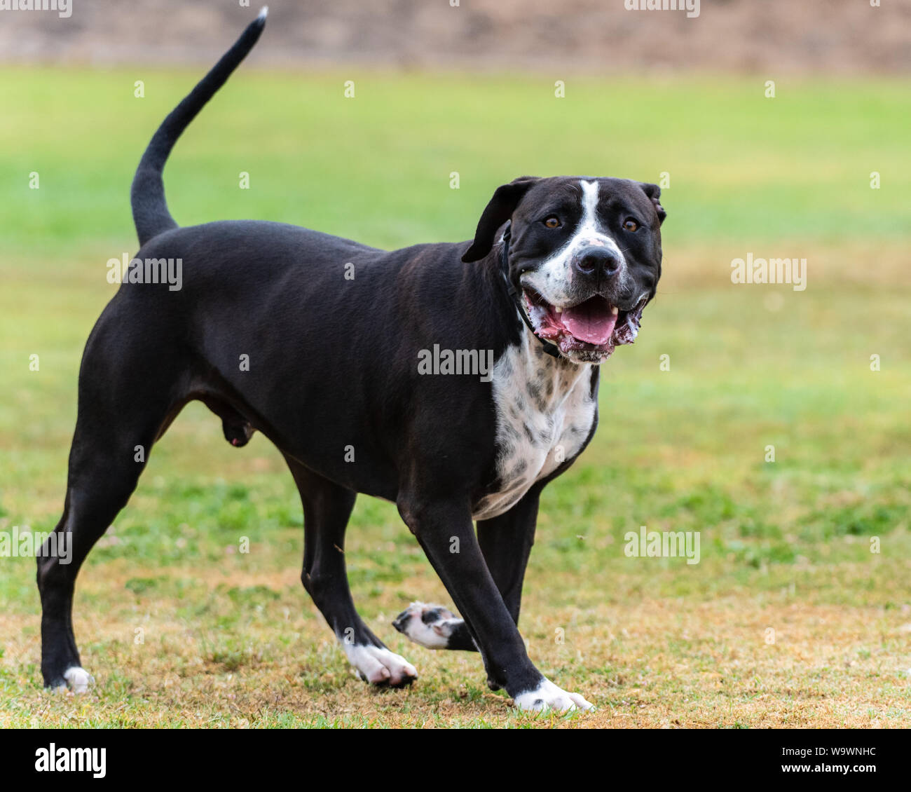 Non di razza Pit Bull cane allarme permanente in erba al parco con attenzione e gli occhi dritto. Foto Stock