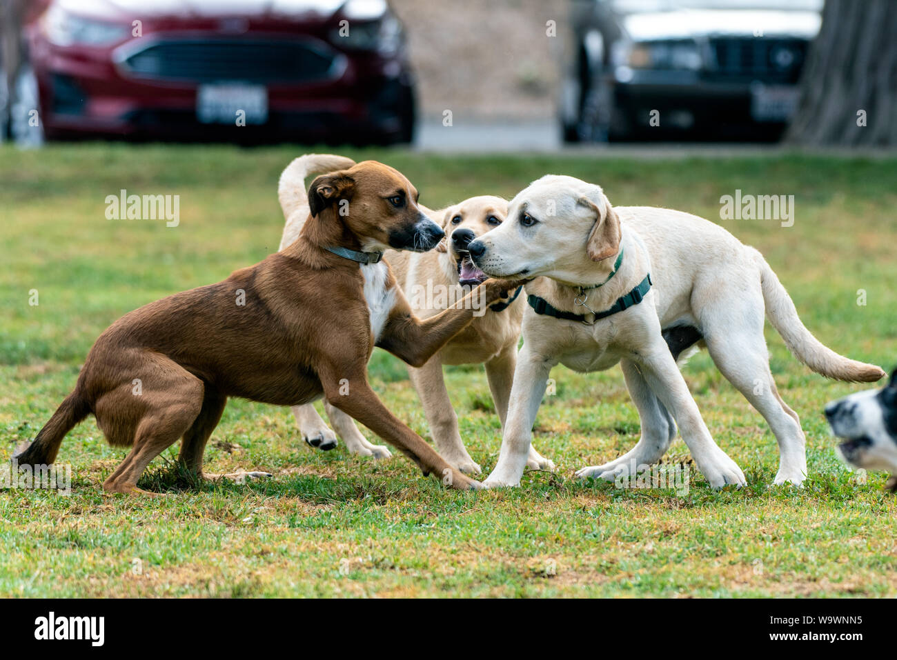 Razza cane reagendo alla riunione giallo labrador cucciolo mettendo paw sulla spalla a dog park. Foto Stock