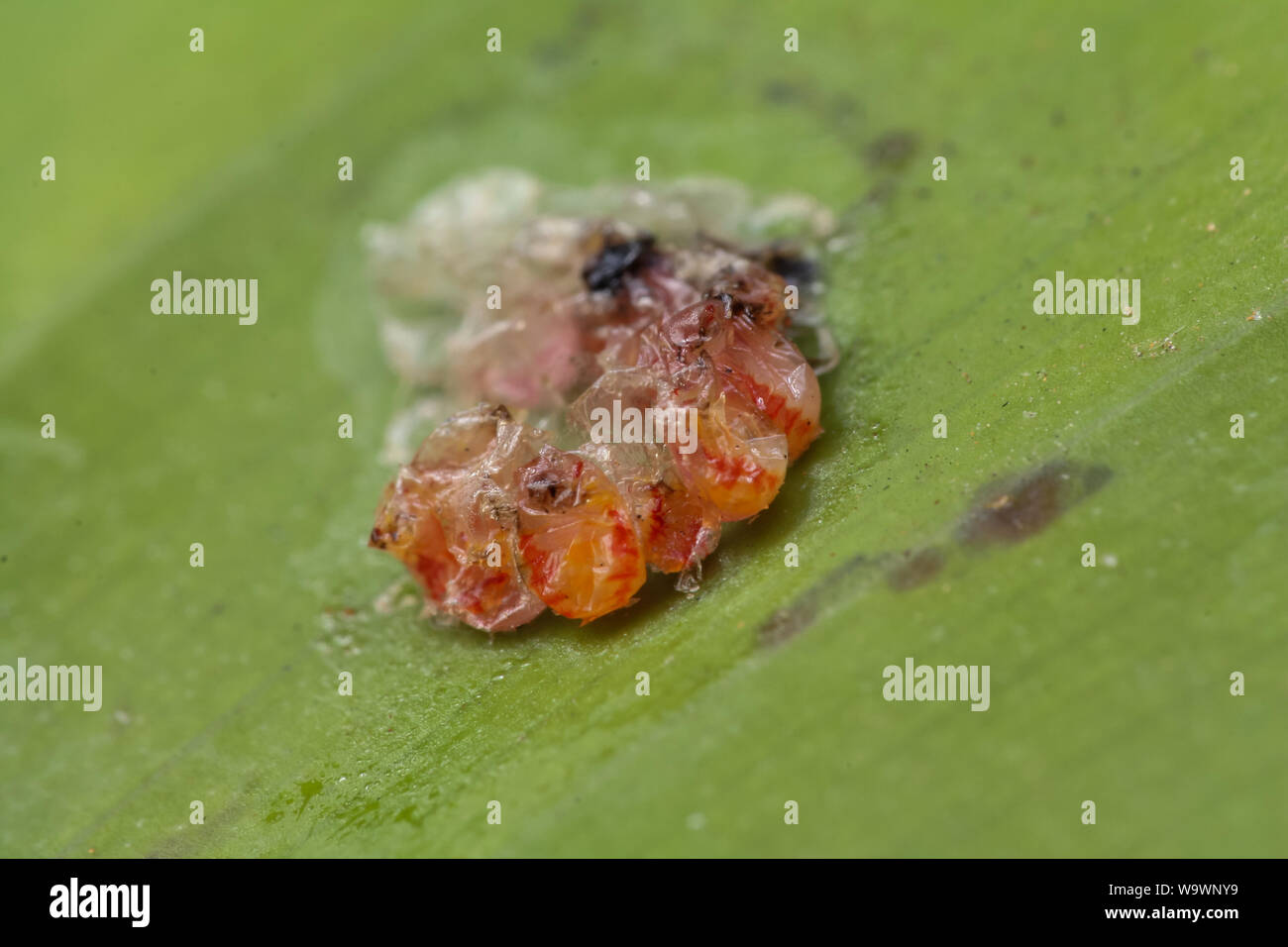Hemiptera uova deposte in un giardino, close-up delle uova di insetto Foto Stock
