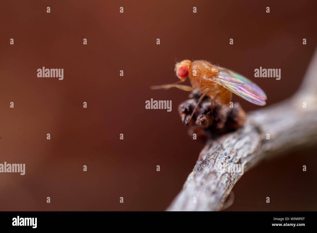 Macro di una mosca della frutta (drosophila) su un impianto a secco Foto Stock