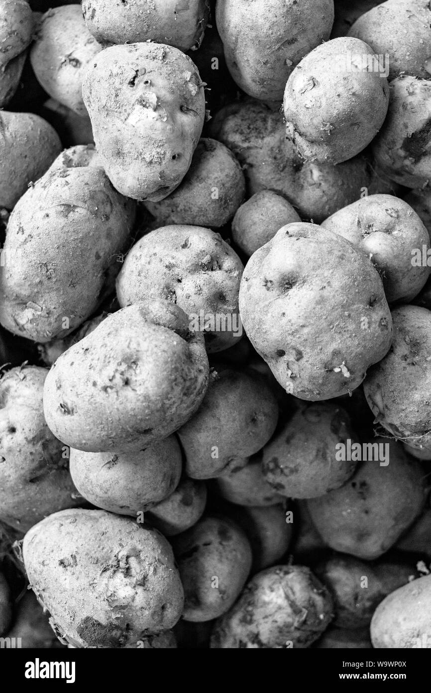 La sporcizia si aggrappa al fresco organico scavato patata (Solanum tuberosum) al YMCA nutrizionali mozzo outreach in Asheville, NC, Stati Uniti d'America. Foto Stock