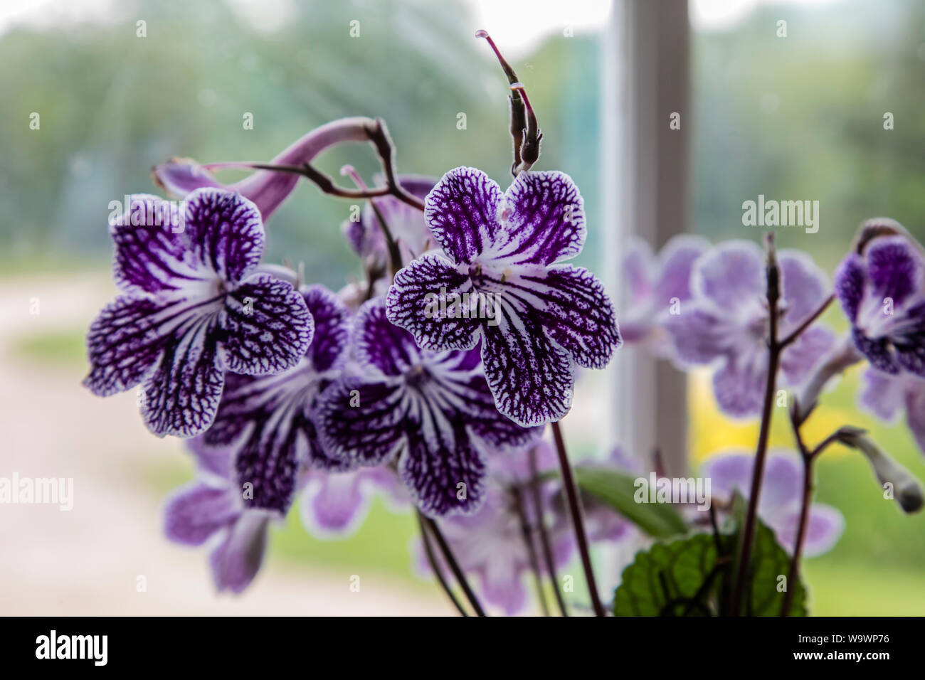 Un viola cinque pedalato fiore Foto Stock