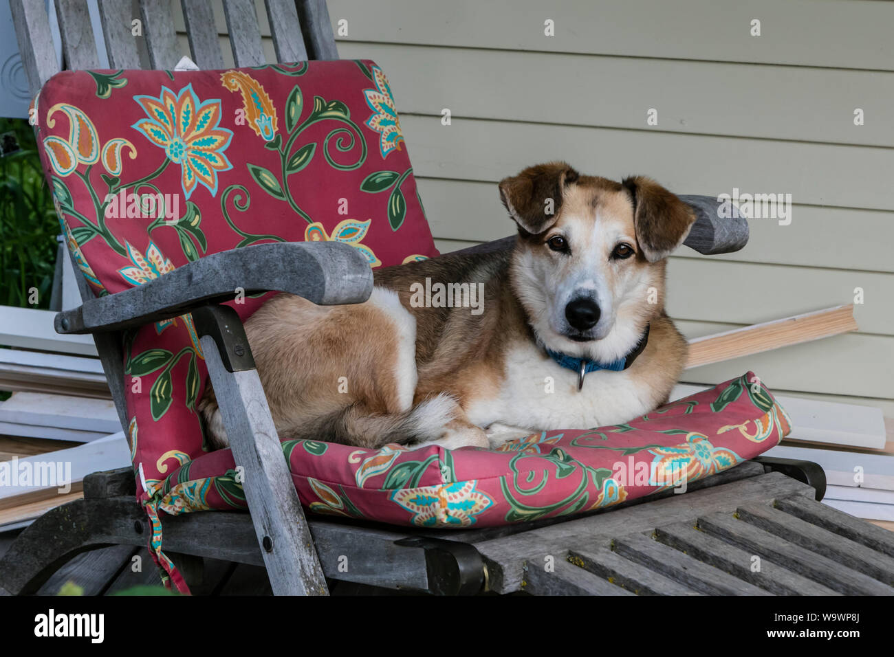 Un cane si rilassa in una lounge chair in una fattoria del New England - BLUE HILL, MAINE Foto Stock