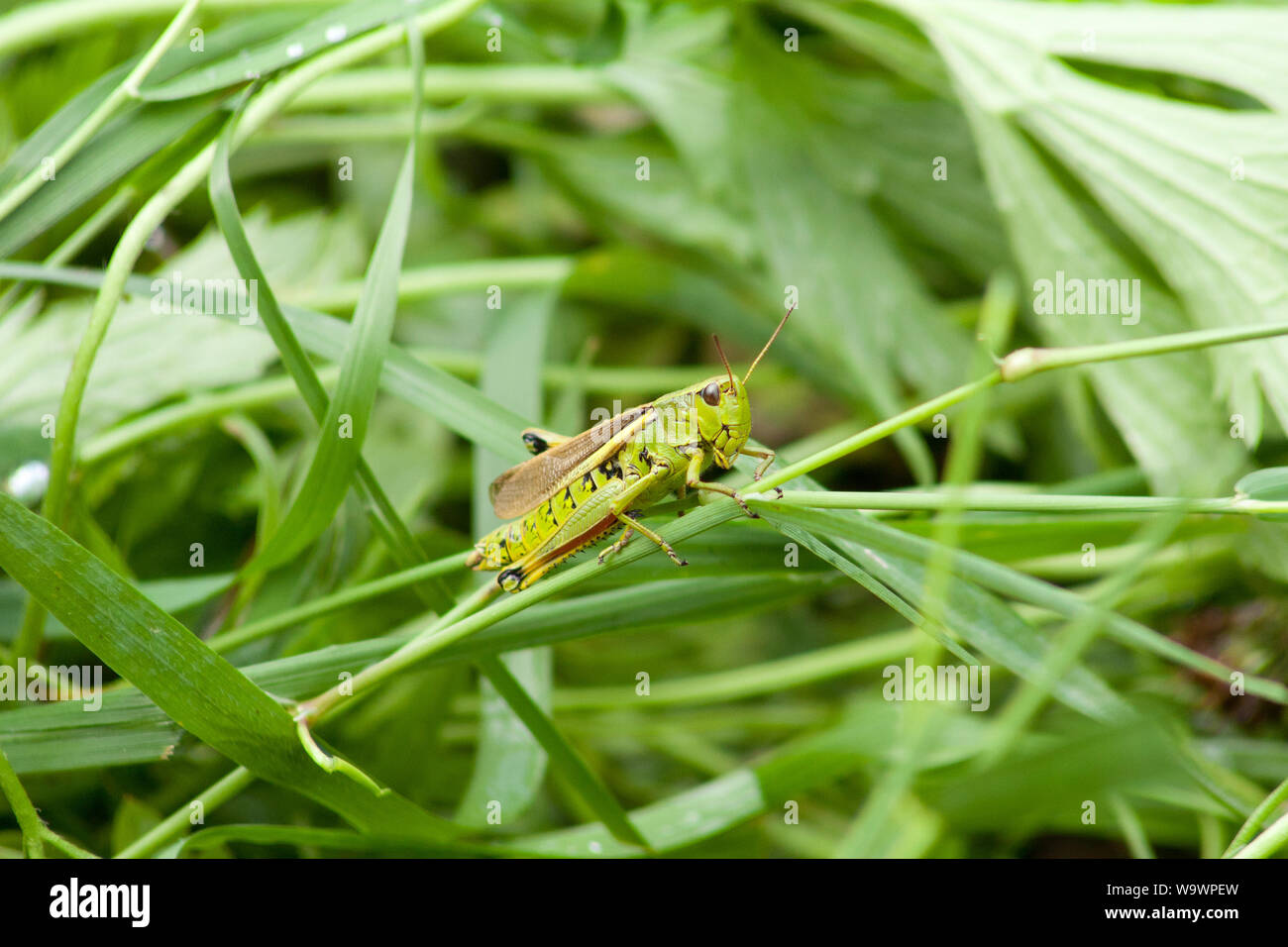 Grasshopper (Gomphocerinae) si inclinano di fronte cavallette Foto Stock