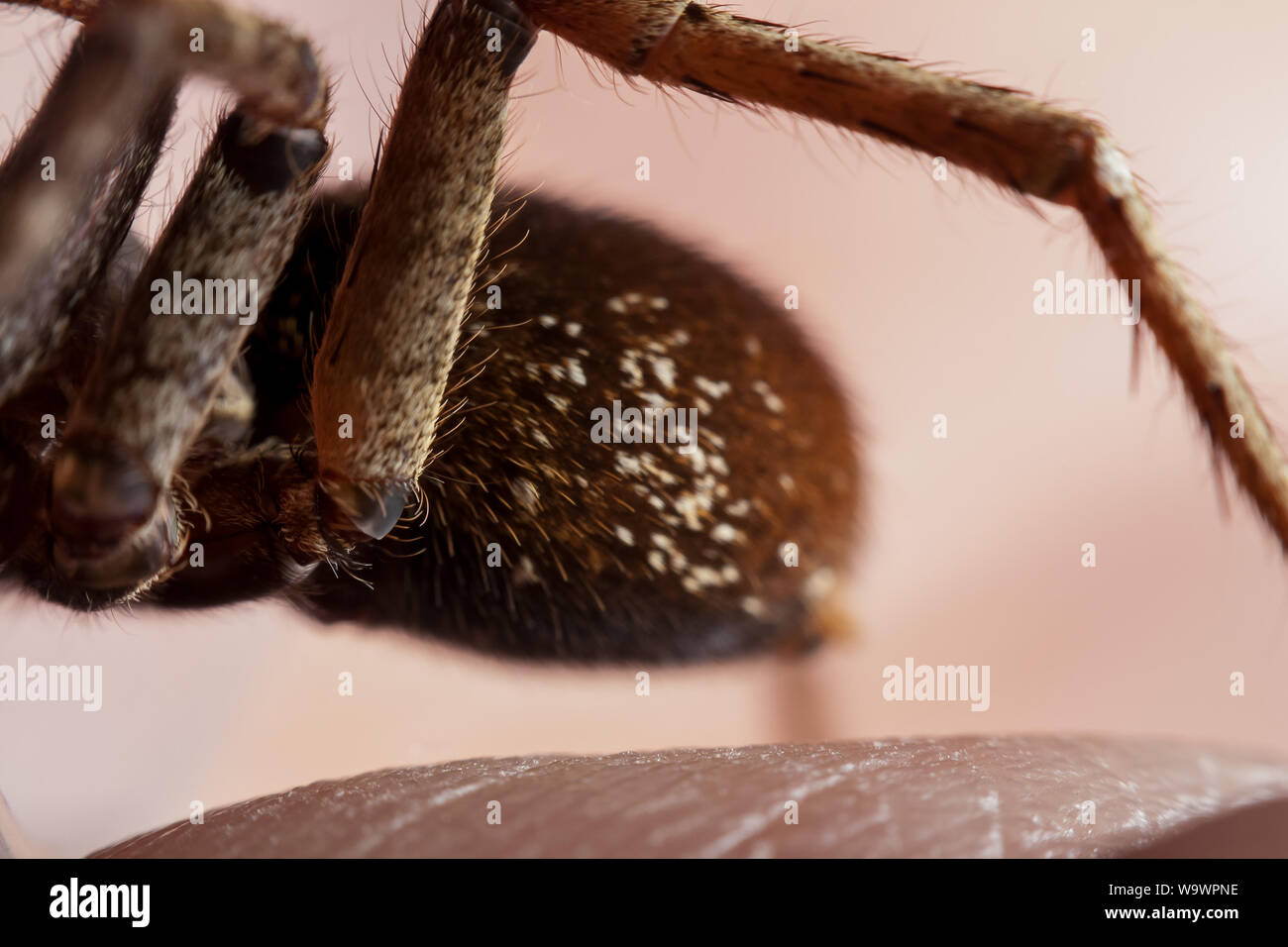 Close up di un Ctneus medius ragno errante dalla foresta atlantica del Brasile nessuna parte, mostra il ragno i dettagli di texture Foto Stock