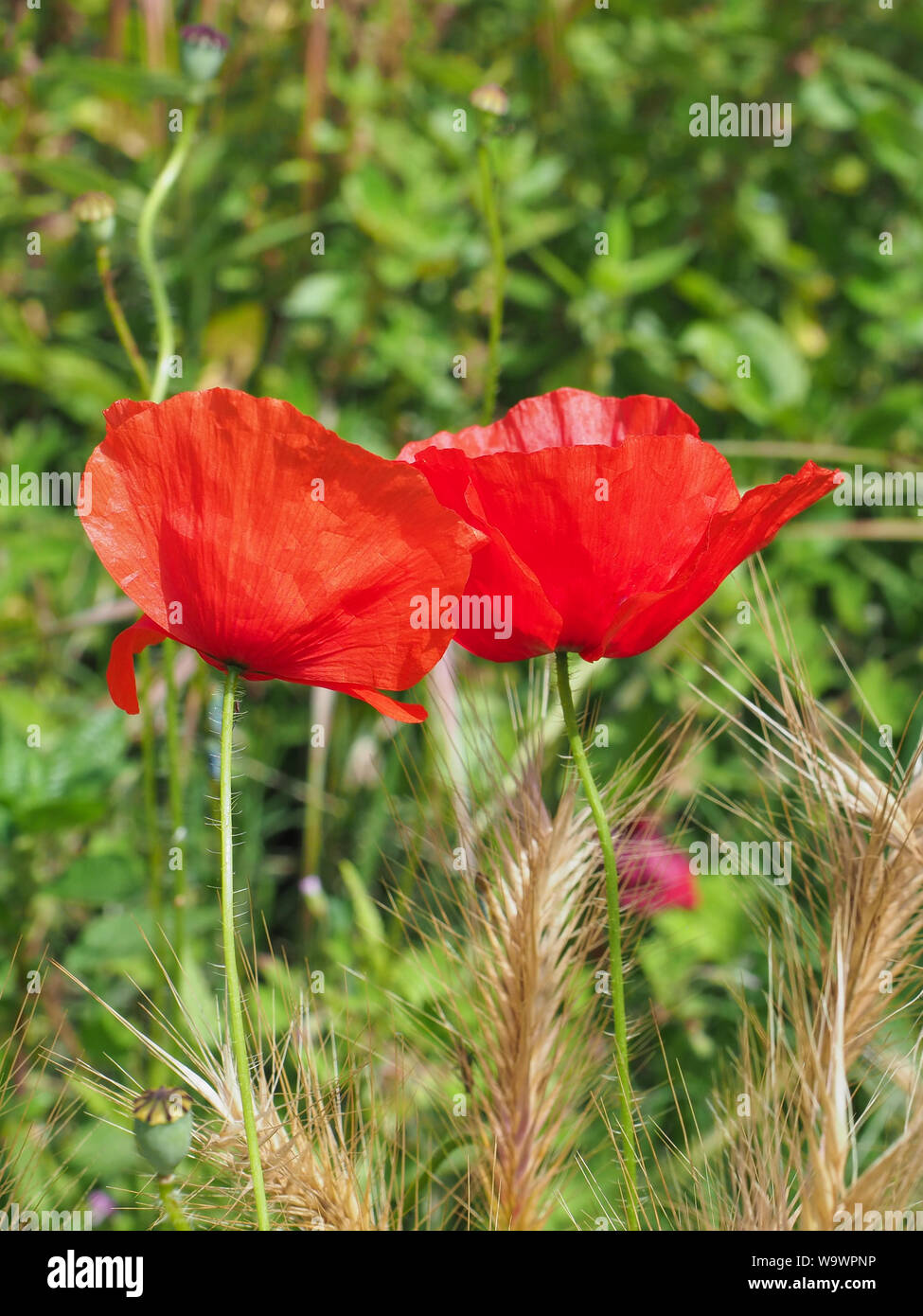 Close up selvatiche di papavero rosso fiori con bella la sfocatura bokeh sullo sfondo di erba verde. Papaveri, medicinali piante erbacee di breve durata di piante perenni. Foto Stock