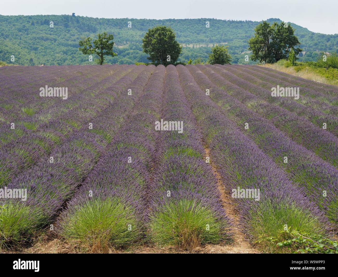 Campo naturale della fioritura Lavandula, nella campagna del sud della Francia, in Provenza. Righe di fiori di lavanda con viola-porpora fiori. Foto Stock