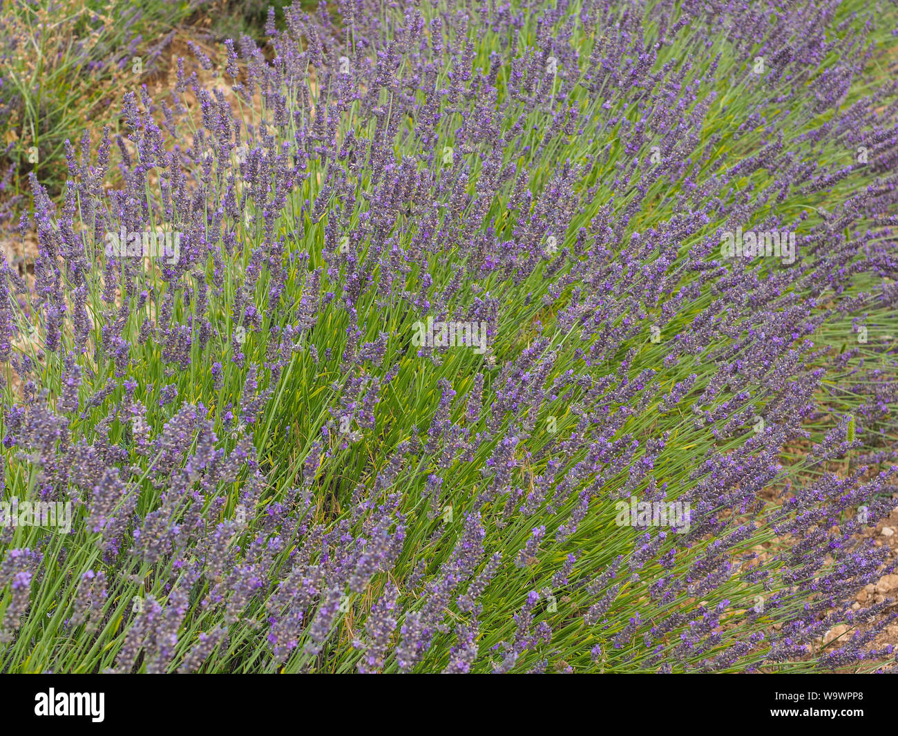 Campo naturale della fioritura Lavandula, nella campagna del sud della Francia, in Provenza. Fiori di lavanda con viola-porpora fiori. Lippenblütler. Foto Stock