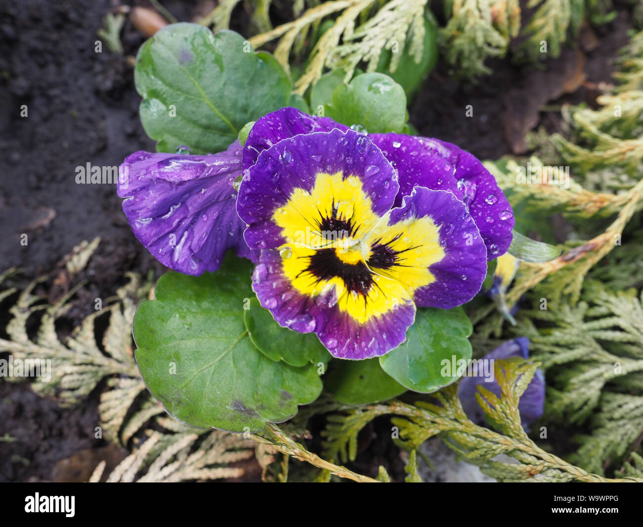 Vicino la bellissima giallo e viola, porpora pansies fiore fiore bagnato con goccioline di acqua su petali. Commestibile tricolore Viola Pansy che fiorisce in natura. Foto Stock