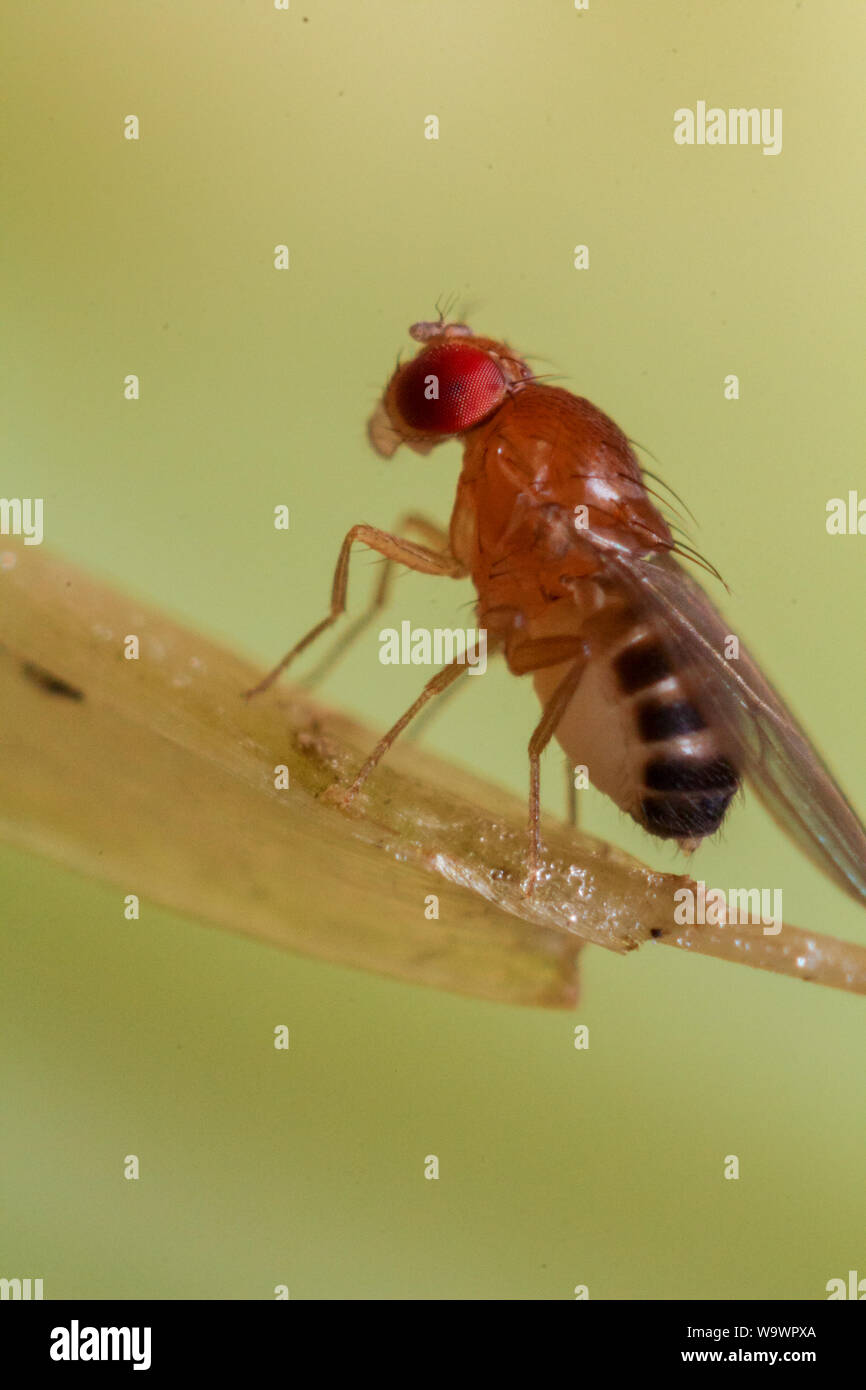 Close-up di mosca della frutta (drosophila) su un frutto che mostra l'insetto in dettagli Foto Stock